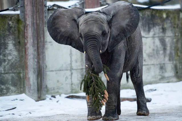 Two years old elephant 'Iqhwa' gets its share of a fir tree at the 'Tiergarten Schoenbrunn' zoo in Vienna, Austria, 08 January 2016. Every year the seasonal Christmas tree in front of the Schoenbrunn Palace - which has been a 18 meters fir tree in 2015 - is fed to the zoo's elephants. (Photo by Christian Bruna/EPA)