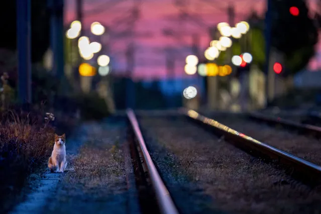 A cat goes for an early morning walk near subway rails in Frankfurt, Germany, Tuesday, Aug. 4, 2020. (Photo by Michael Probst/AP Photo)