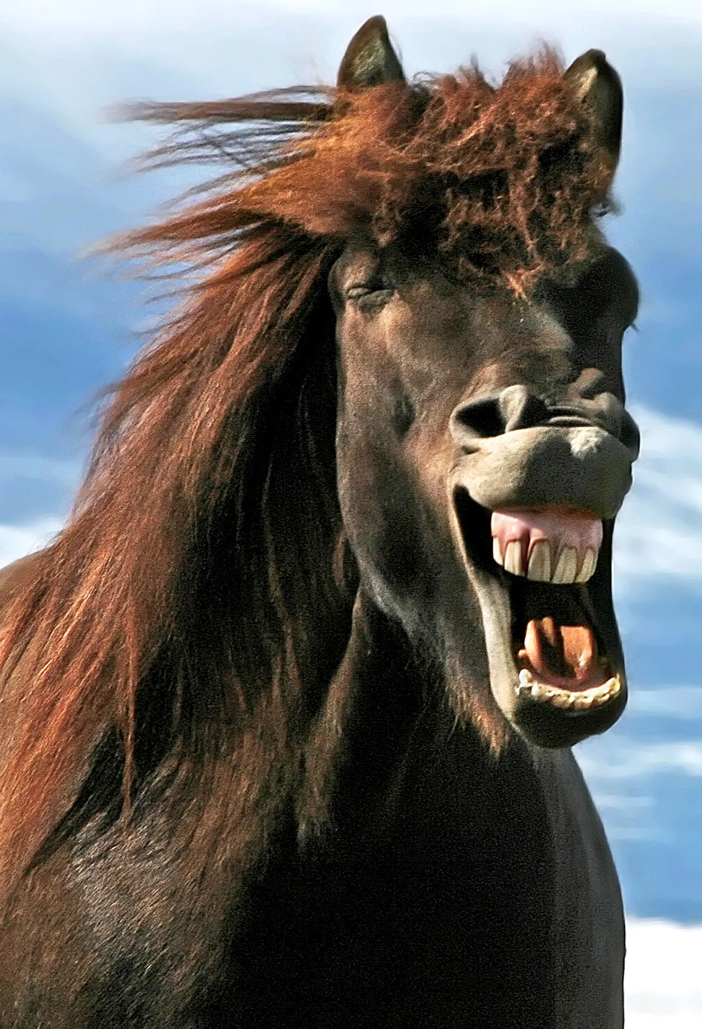 Пародия конь. Улыбка лошади. Лошадь улыбается. Дикие кони. Бешеная лошадь.