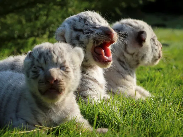 One-week-old White Bengal tiger cubs are seen at Taigan Safari Park near Belogorsk, Crimea October 23, 2018. (Photo by Pavel Rebrov/Reuters)