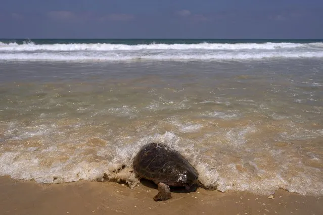 A brown sea turtle makes his way to the Mediterranean Sea after being released by the Sea Turtle Rescue Center, run by the Israel National Nature and Parks Authority, in Beit Yanai beach, Israel, Friday, July 8, 2022. Over a dozen sea turtles were released back into the wild after months of rehabilitation at the rescue center in Israel after suffering physical trauma, likely caused by underwater explosives. (Photo by Oded Balilty/AP Photo)