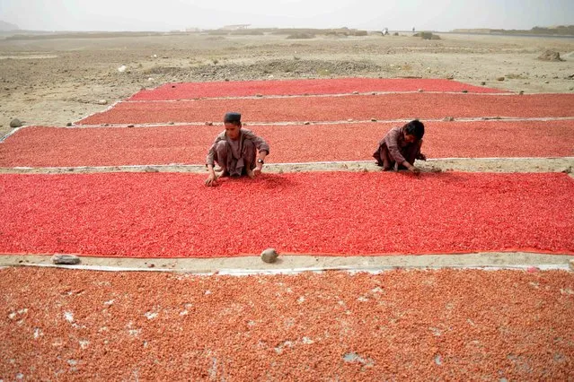 Children lay pomegranate seeds to be sundried at a field in Arghandab district of Kandahar province on September 27, 2023. (Photo by Sanaullah Seiam/AFP Photo)