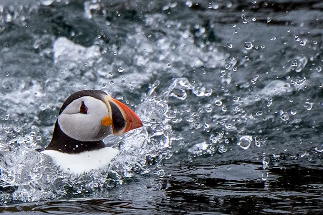 An atlantic puffin swims near the Rouzic Island on the “7 iles” (seven island) bird sancturary, off Perros Guirec, western France, on June 7, 2021. (Photo by Loic Venance/AFP Photo)