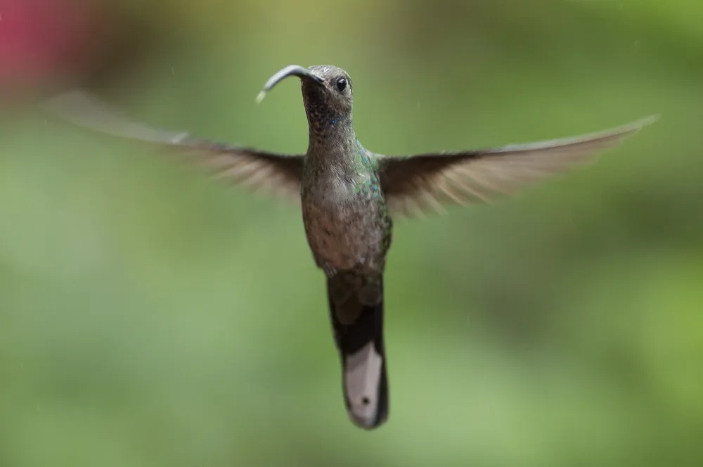 Hummingbirds of Costa Rica