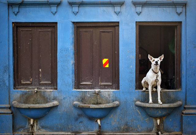 A dog sits over a drinking water basin along a road in the old quarters of Delhi November 15, 2013. (Photo by Anindito Mukherjee/Reuters)