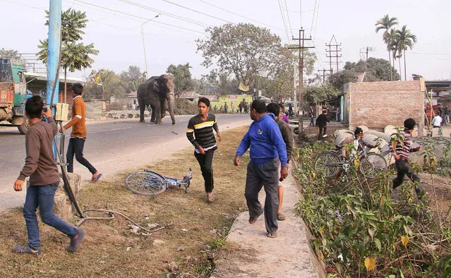 A wild elephant that strayed into the town moves through the streets as people run at Siliguri in West Bengal state, India, Wednesday, February 10, 2016. The elephant had wandered from the Baikunthapur forest on Wednesday, crossing roads and a small river before entering the town. The panicked elephant ran amok, trampling parked cars and motorbikes before it was tranquilized. (Photo by AP Photo)
