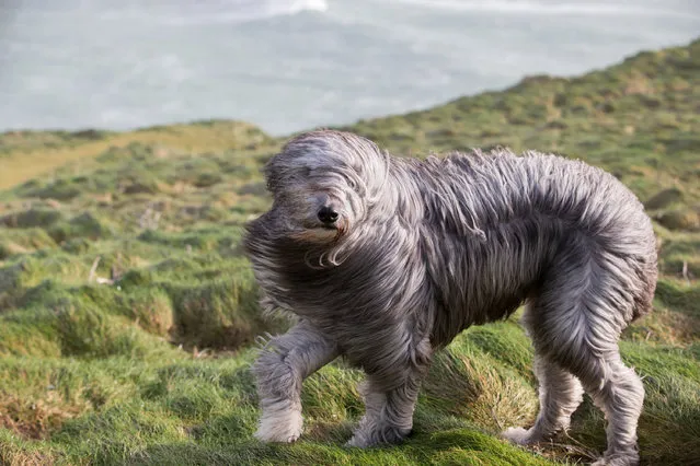 Bruno, a bearded collie cross, walks in the wind in Newquay on February 8, 2016 in Cornwall, England. Parts of the UK are currently being battered by Storm Imogen, the ninth named storm to hit the UK this season.  Thousands of homes have been left without power and commuters hit by road and rail chaos as Storm Imogen batters the South with gale force winds and torrential rain. (Photo by Getty Images/Matt Cardy)