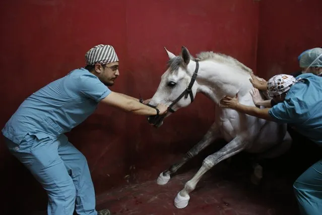 A racehorse begins to lose consciousness following an anaesthetic at Veliefendi equine hospital in Istanbul April 6, 2015. (Photo by Murad Sezer/Reuters)