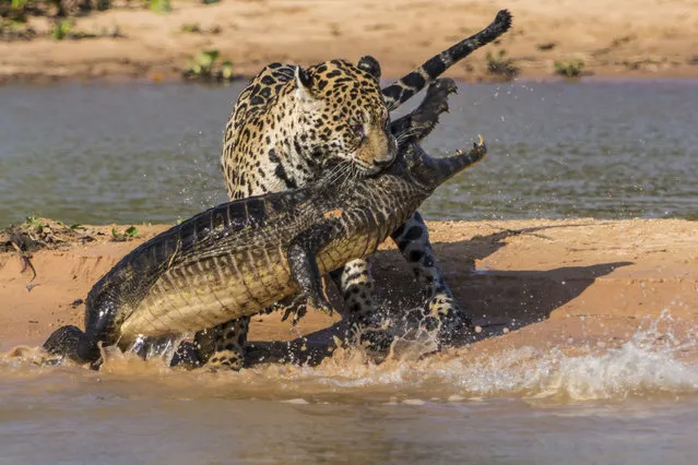 A male jaguar bites a Yacare caiman on a river island on August 25, 2013 in Pantanal, Brazil. (Photo by Justin Black/Barcroft Media)