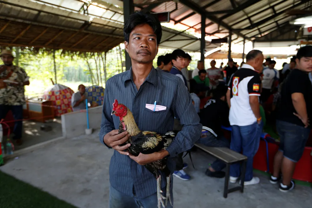 Cockfighters Reap Year of Rooster Bonus in Thailand