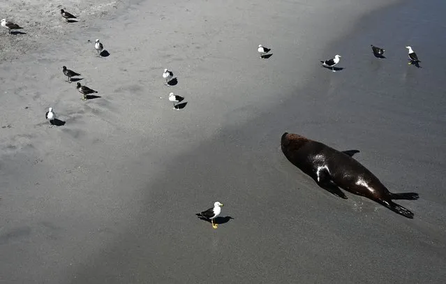 A sea lion rests surrounded by seagulls at the beach in Mejillones fishermen's cove, Antofagasta Region, Chile, on January 25, 2024. (Photo by Rodrigo Arangua/AFP Photo)