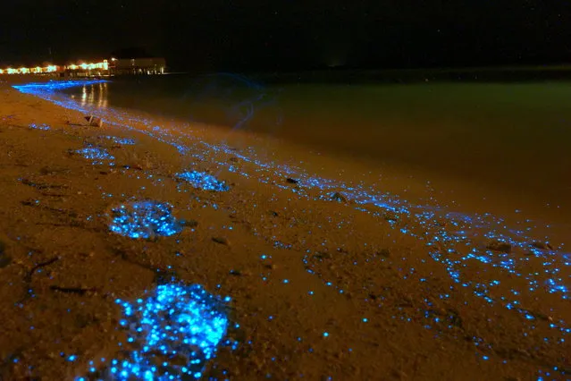 Bioluminescent phytoplankton washes up on Maldives beach. (Photo by Will Ho)