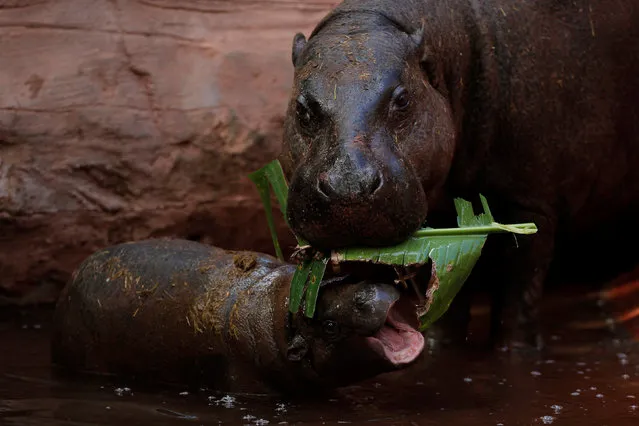 Nimba, a five-month-old baby female pygmy hippopotamus (Choeropsis liberiensis), tries to eat with her mother Liberia in the enclosure at Bioparc Fuengirola in Fuengirola, near Malaga, southern Spain, February 8, 2017. (Photo by Jon Nazca/Reuters)