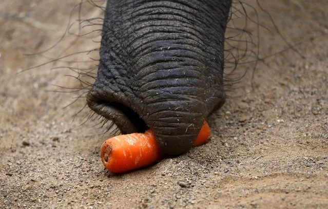 An African elephant eats a carrot thrown into his enclosure by visitors at wildlife park “Opel Zoo” in Kronberg, Germany, March 20, 2016. (Photo by Kai Pfaffenbach/Reuters)