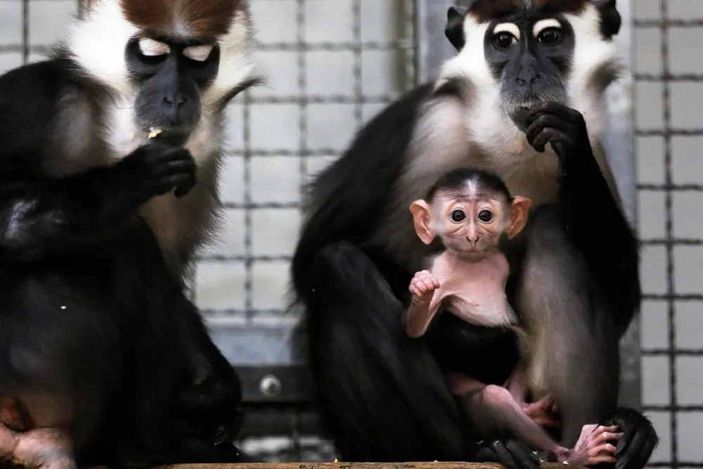 The Week in Pictures: Animals, February 22 – February 28, 2014