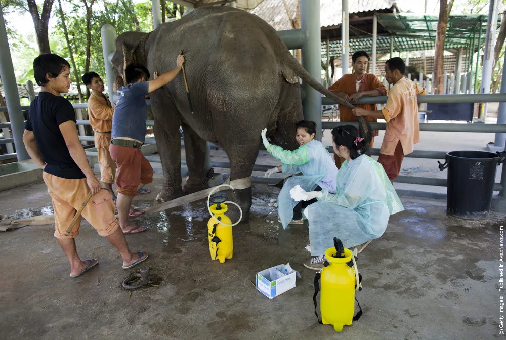 Thai Elephants Get Treated At World's Only Elephant Hospital