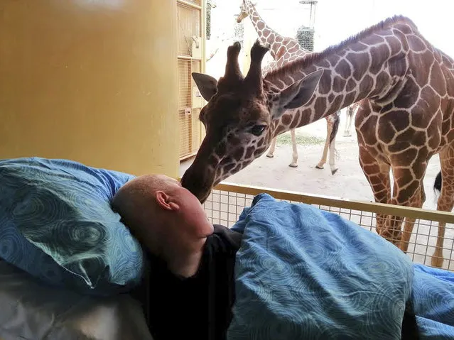This photo released Saturday March 22, 2014 by Stichting Ambulance Wens or Ambulance Wish Foundation shows a giraffe at Blijdorp Zoo in Rotterdam giving a lick to terminally ill Mario Eijs on Wednesday March 19, 2014. The Stichting Ambulancewens “Ambulance Wish Foundation” offers transport for terminally ill patients who cannot walk to help fulfill a last wish, in Eijs' case to be taken to the Blijdorp Zoo in Rotterdam where he worked doing odd jobs for 25 years. (Photo by AP Photo/Stichting Ambulance Wens)