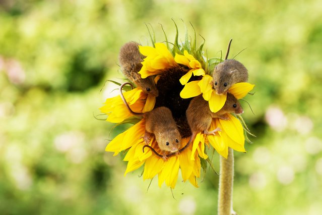 Mike Seuters, a Dutch photographer, travelled to Dorset in September 2023 specifically to photograph mice climbing on plants, which suggests they don’t do it in Holland. (Photo by Mike Seuters/Caters News Agency)
