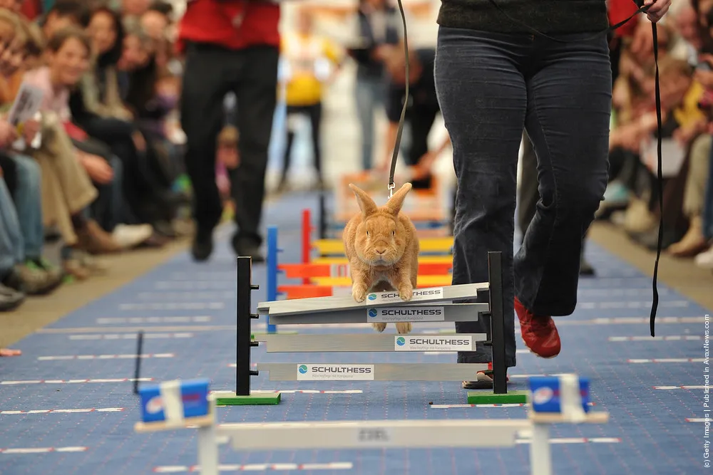 First European Rabbit Hopping Championships