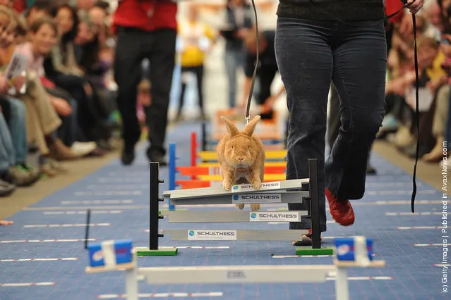 A rabbit jumps over a hurdle at an obstacle course during the first European rabbit hopping championships