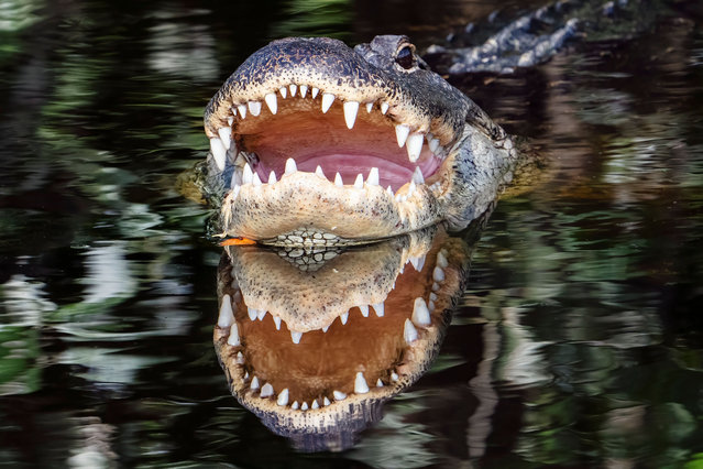An alligator and his reflection seen in the Wakodahatchee Wetlands in Delray Beach, Florida on May 2, 2024. The wetlands attract nature lovers and wildlife photographers and are home to more than 140 bird species and a variety of other wildlife. (Photo by Ronen Tivony/ZUMA Press Wire/Rex Features/Shutterstock)