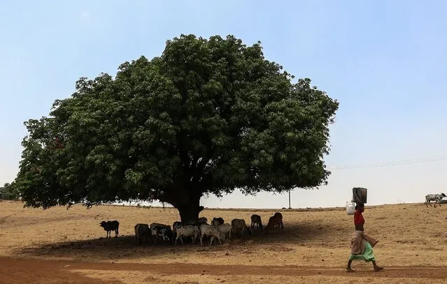 An Indian walk after collecting water from an almost dried up well as the cattle takes shelter under a tree at Siddhewadi, around 125  kilometer on the outskirts of Mumbai, India, 24 April 2016. Water tankers supply water from the Bhatsa river, which provide water to the eastern part of the city and near by areas. According to reports, 21 districts in Maharashtra are drought-affected. The drought, which has been ongoing for the past five months, prompted 11 states to declare a drought in 2015 and has now choked the growth of kharif (monsoon) crops, including sesame, millet and rice, for the second monsoon season in a row. (Photo by Divyakant Solanki/EPA)