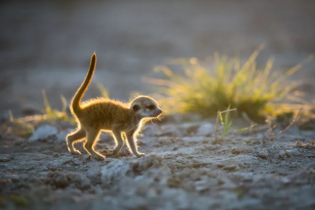 A baby Meerkat on January 2014 in Makgadikgadi, Botswana. These adorable Meerkats used a photographer as a look out post before trying their hand at taking pictures. The beautiful images were caught by wildlife photographer Will Burrard-Lucas after he spent six days with the quirky new families in the Makgadikgadi region of Botswana. Will has photographed Meerkats in the past and was delighted when he realised he would be shooting new arrivals. (Photo by Will Burrard-Lucas/Barcroft Media)