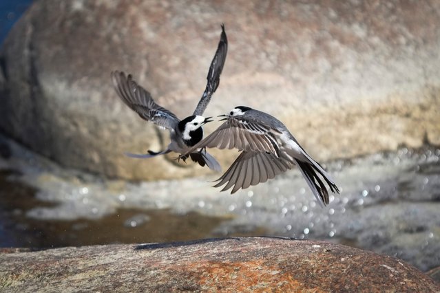 Wagtails fly over rocks in the coastal strip on the outskirts of the capital Tallinn, Estonia, Sunday, May 12, 2024. (Photo by Sergei Grits/AP Photo)