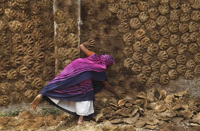 A woman pastes cow dung cakes on a wall for drying in the northern Indian city of Allahabad April, 16, 2014. (Photo by Jitendra Prakash/Reuters)