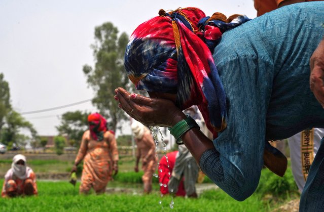 A farm labourer drinks water during a break amid work on a paddy field on a hot summer day in Karnal in the northern state of Haryana, India, on June 3, 2024. (Photo by Bhawika Chhabra/Reuters)