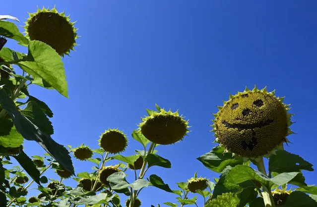 A sunflower with missing seeds depicting a smile is seen in a field near the small Bavarian village of Groebenzell, southern Germany, on a sunny September 4, 2019. (Photo by Christof Stache/AFP Photo)