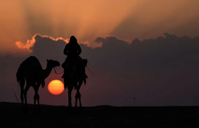 Emirati men walk their camels at sunrise during the Mazayin Dhafra Camel Festival in the desert near the city of Madinat Zayed, some 150 kms west of the capital Abu Dhabi, on January 23, 2022. The festival, which attracts participants from around the Gulf region, includes a camel beauty contest, a display of UAE handcrafts and other activities aimed at promoting the country's folklore. (Photo by Karim Sahib/AFP Photo)