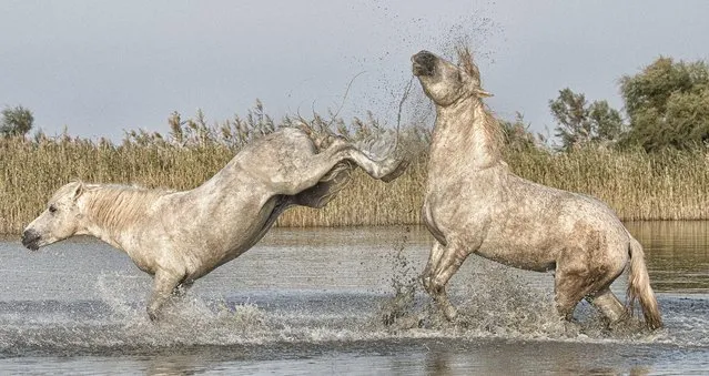 Two wild Camargue stallions fight for supremacy in a salt water lake in southern France in March 2022. Fights among the ancient breed involve biting and kicking and can last for more than an hour. (Photo by Philippe Cabanel/Naturagency/Solent News)