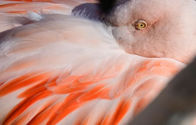 A flamingo is pictured in its enclosure at the Berlin zoo on March 29, 2022. (Photo by Tobias Schwarz/AFP Photo)