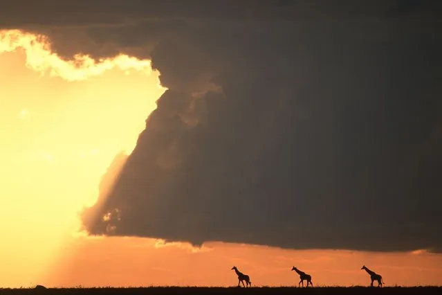 “African Fire”: Giraffes at sunset. (Photo by Paul Goldstein/Rex Features)
