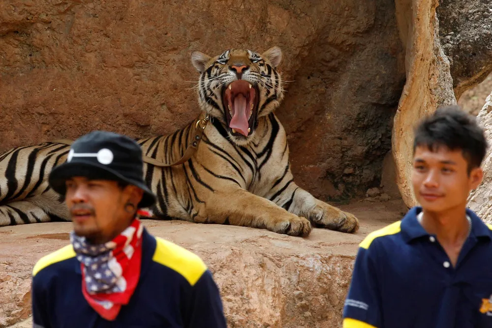 Raiding the Tiger Temple