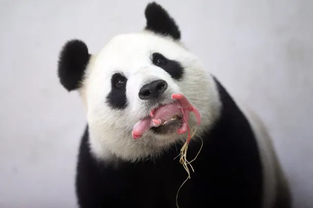 In this image provided by the Pairi Daiza park, giant panda Hao Hao holds her newborn baby in her mouth at the park in Brugelette, Belgium, on Thursday, June 2, 2016. With the help of the Chinese government Hao Hao and her mate Xing Hui arrived in Belgium two years ago and Pairi Daiza adapted its park to build a bamboo forest for them. (Photo by Benoit Bouchez/Pairi Daiza via AP Photo)