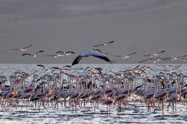 A pelican is seen at Lake Ercek, located within the borders of Van's Ipekyolu and Tusba districts and 20 kilometers east of Lake Van, in Van, Turkiye on August 18, 2024. Declared in 2020 as a 'sensitive area to be strictly protected' by the Turkish Presidency, the lake stands out as the accommodation and breeding place of more than 200 bird species, both local bird species and migratory species. After resting for two days at Lake Ercek, which is not on its migration route, a pelican continued its journey. (Photo by Ali Ihsan Ozturk/Anadolu via Getty Images)