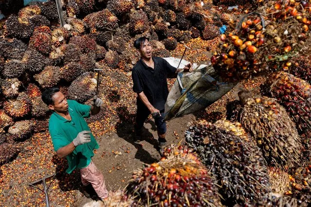 Workers load palm oil fresh fruit bunches to be transported from the collector site to CPO factories in Pekanbaru, Riau province, Indonesia, April 27, 2022. (Photo by Willy Kurniawan/Reuters)