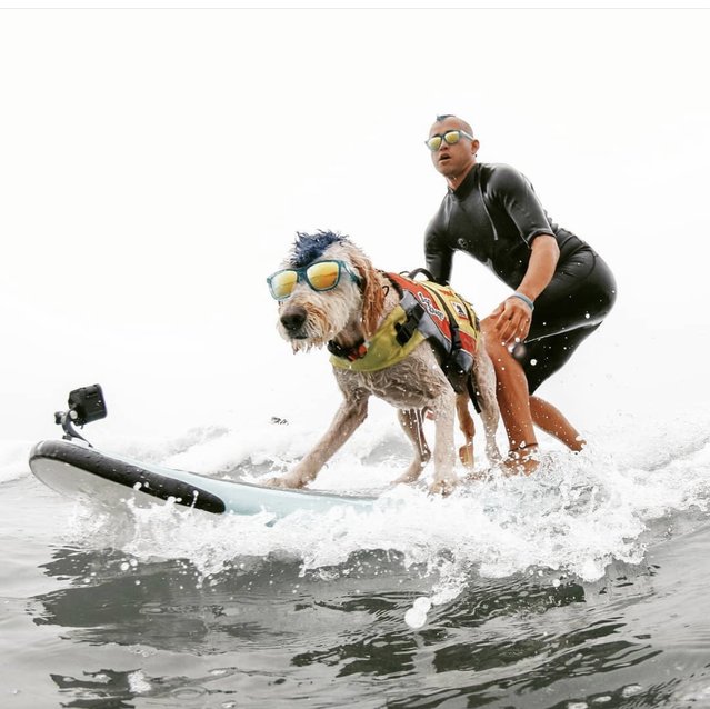 With their matching blue mohawks, Derby the goldendoodle and his owner Kentucky Gallahue take to the water to prepare for the annual dog “surf-a-thon” at Del Mar, California in 2024, which will be their last competition before retirement. (Photo by Cover Images)