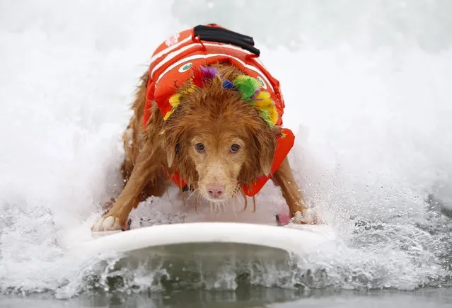 Nova Scotia Duck Tolling retriever Torrey competes in the 10th annual Petco Unleashed surfing dog contest at Imperial Beach, California August 1, 2015. (Photo by Mike Blake/Reuters)