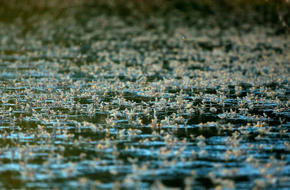Tisza Blooming Season