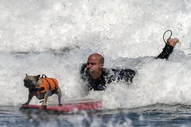 A dog and its owner compete in the first European Dog Surfing Championship at the beach of Salinas in Castrillon, in the region of Asturias, northern Spain, 29 May 2022. (Photo by Eloy Alonso/EPA/EFE)