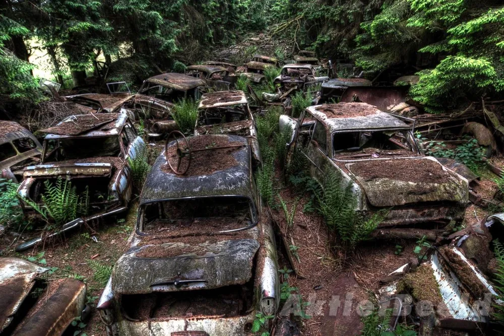 Forest Full of Abandoned Cars in Belgium