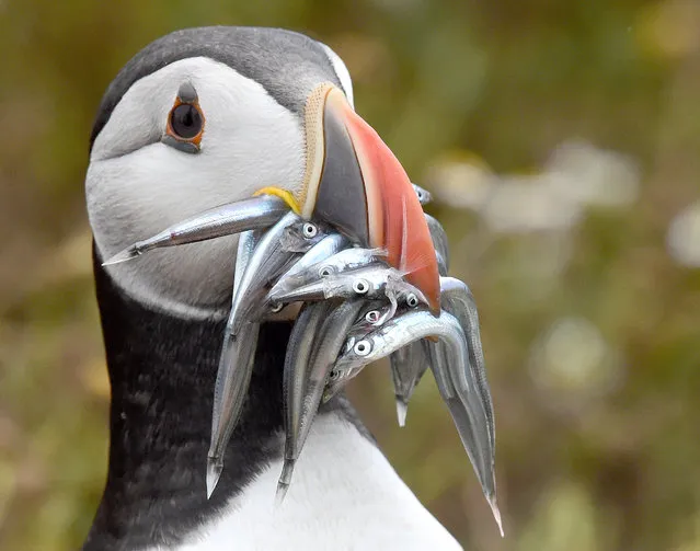 An Atlantic Puffin holds a mouthful of sand eels on the island of Skomer, off the coast of Pembrokeshire, Wales July 18, 2017. (Photo by Rebecca Naden/Reuters)