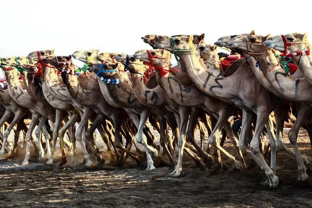 Camels run a race during a camel festival in Al-Fulaij, in the region of Barka, about 90 kms north of the capital Muscat, on October 30, 2021. (Photo by Mohammed Mahjoub/AFP Photo)