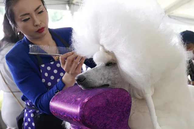 Young Choi grooms her Standard Poodle during the (Toy, Terrier and Non-Sporting) Breed Judging at the 146th Westminster Kennel Club Dog Show at the Lyndhurst Mansion, New York, on June 21, 2022. (Photo by Timothy A. Clary/AFP Photo)