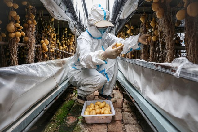 A worker wearing a protective suit harvests potato tubers at a greenhouse under Yakeshi Senfeng Potato Industry Company, where seed potatoes are farmed through the aeroponics method, in Yakeshi, Inner Mongolia, China, June 16, 2024. The company has invested in aeroponic systems where plants are grown in the air under controlled conditions, and farmers are increasingly demanding potato varieties that are higher-yielding and less susceptible to disease.  “Some new and more aggressive (late blight) strains have begun to appear, and they are more resistant to traditional prevention and control methods”, said general manager Li Xuemin. (Photo by Florence Lo/Reuters)