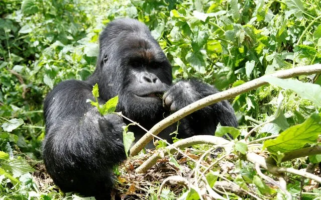 An endangered silverback mountain gorilla from the Nyakamwe-Bihango family feeds within the forest in Virunga national park near Goma in eastern Democratic Republic of Congo, May 3, 2014. (Photo by Kenny Katombe/Reuters)