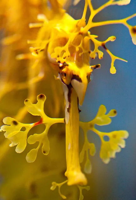 Leafy sea dragon